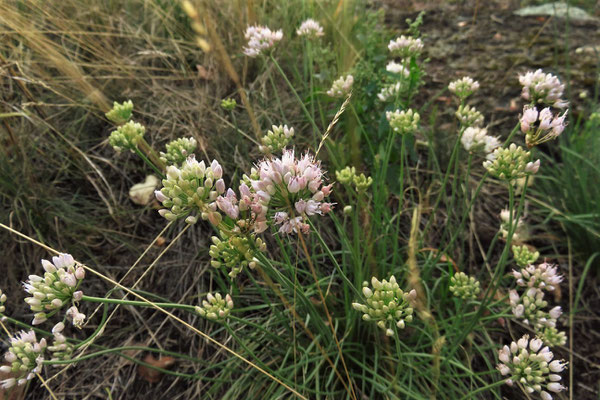 Berg-Lauch (Allium lusitanicum)