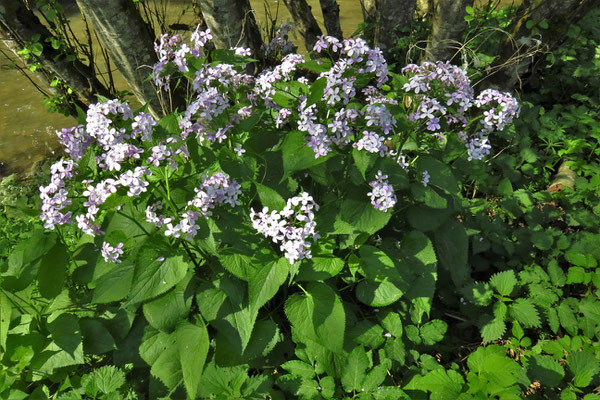 Wild-Mondviole (Lunaria rediviva)