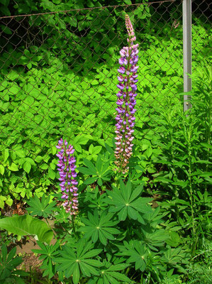 Stauden-Lupine (Lupinus polyphyllus)