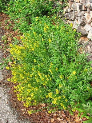 Färber-Ginster (Genista tinctoria)