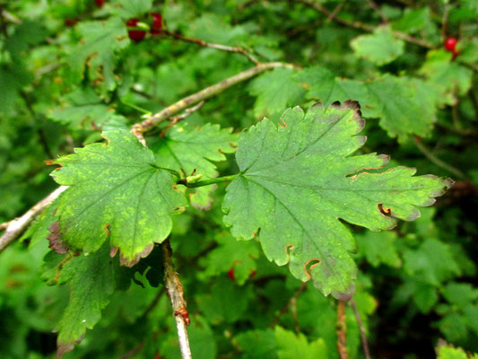 Alpen-Ribisel (Ribes alpinum)