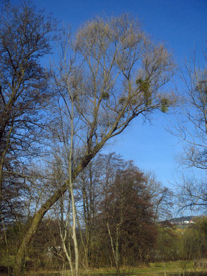 Bruch-Weide (Salix fragilis)