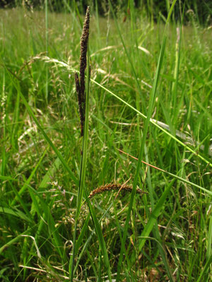 Blau-Segge (Carex flacca)
