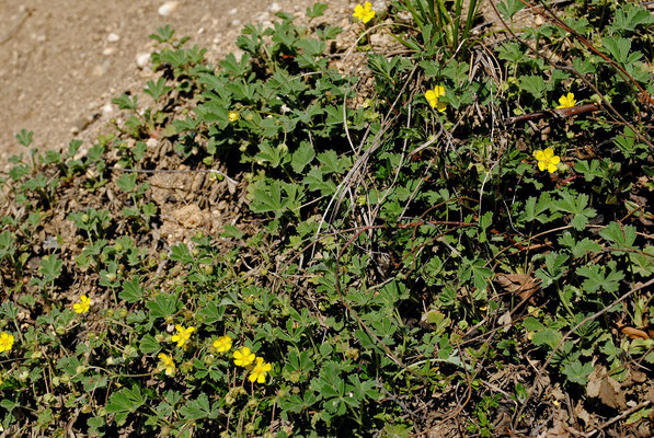 Sand-Fingerkraut (Potentilla incana)