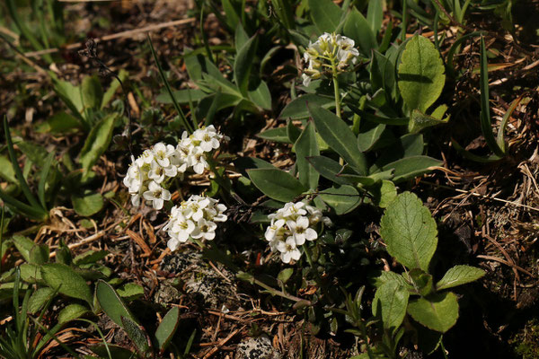 Kerner-Hellerkraut (Noccaea minima)