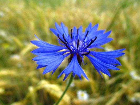 Kornblume (Cyanus segetum)