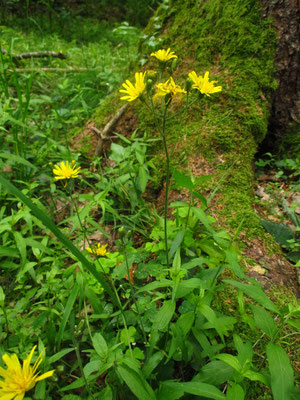 Wald-Habichtskraut (Hieracium murorum)