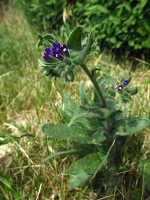 Echte Ochsenzunge (Anchusa officinalis)