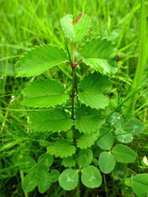 Großer Wiesenknopf (Sanguisorba officinalis)