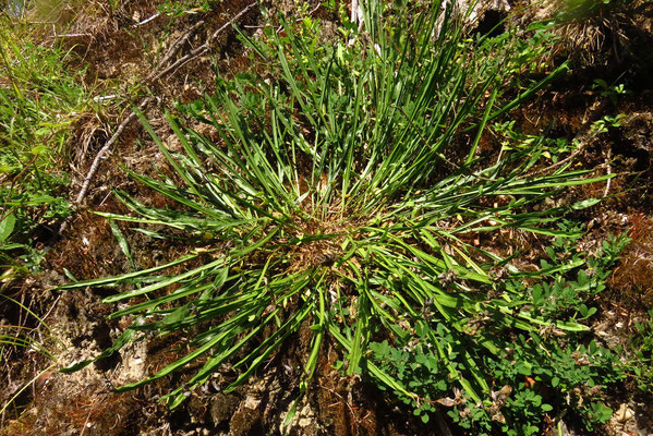 Flügel-Ginster (Genista sagittalis)