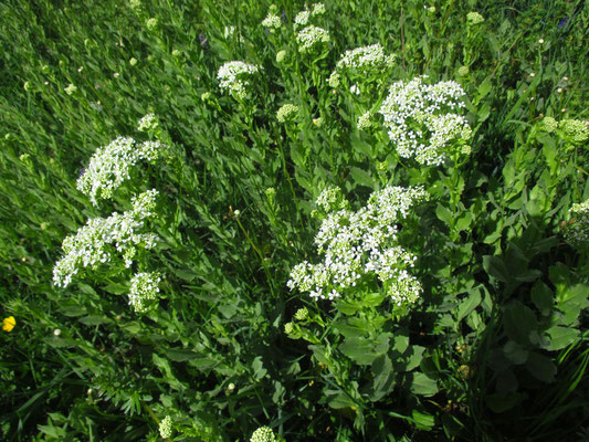 Pfeilkresse (Lepidium draba)