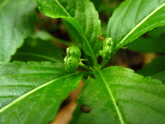 Wald-Bingelkraut (Mercurialis perennis)