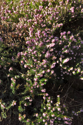 Schnee-Heide (Erica carnea, "Erika")