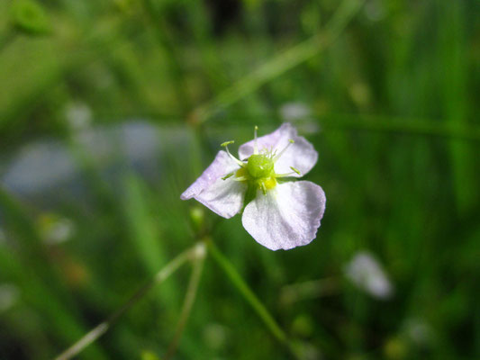 Gewöhnlicher Froschlöffel (Alimsa plantago-aquatica)