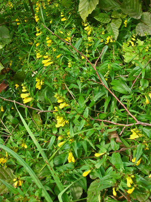 Gewöhnlicher Wachtelweizen (Melampyrum pratense)