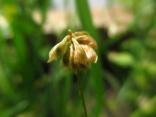 Faden-Klee (Trifolium dubium)