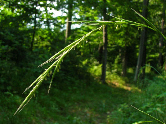 Wald-Zwenke (Brachypodium sylvaticum)