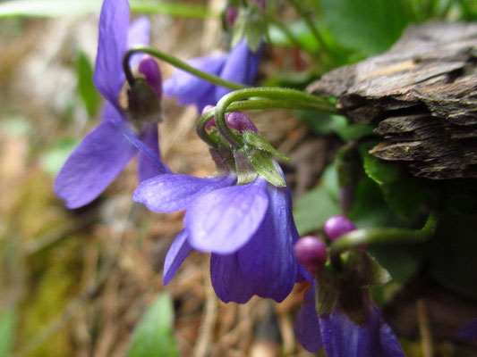 Wiesen-Veilchen (Viola hirta)