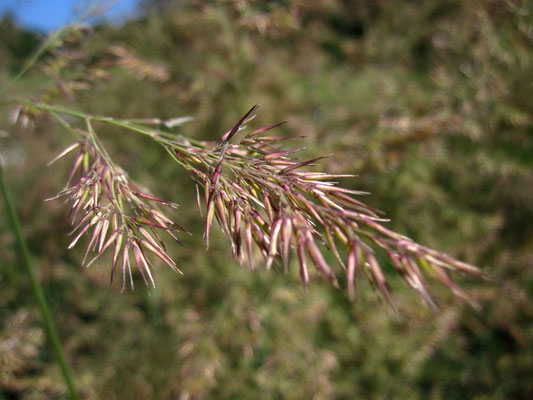 Schilf-Reitgras (Calamagrostis epigejos)