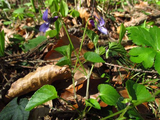 Wald-Veilchen (Viola reichenbachiana)