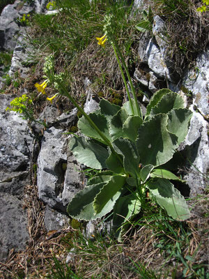 Aurikel (Primula auricula)