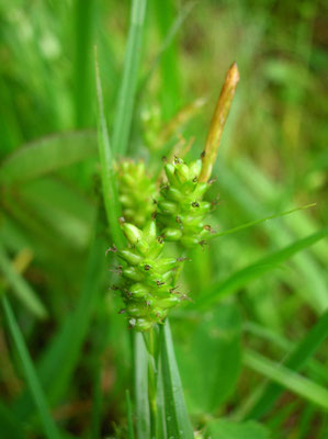 Bleich-Segge (Carex pallescens)