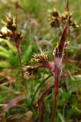 Wiesen-Hainsimse (Luzula campestris)