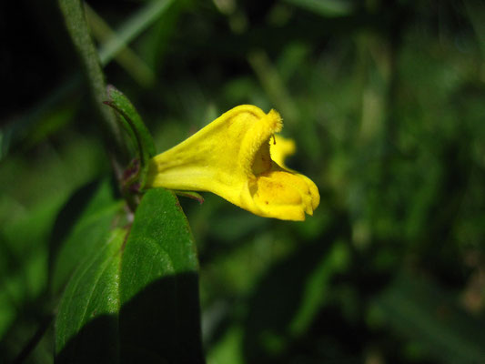 Gewöhnlicher Wachtelweizen (Melampyrum pratense)