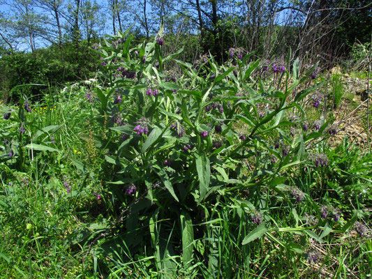 Echter Beinwell (Symphytum officinale)