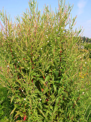 Blasses Weidenröschen (Epilobium roseum)