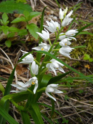 Schmalblatt-Waldvöglein (Cephalophora longifolia)