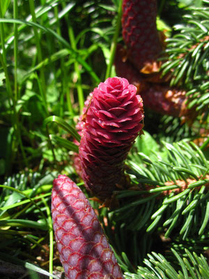 Gewöhnliche Fichte (Picea abies) | weibliche Blüte (Zapfen)