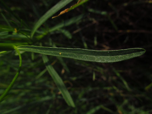 Esel-Wolfsmilch (Euphorbia esula)