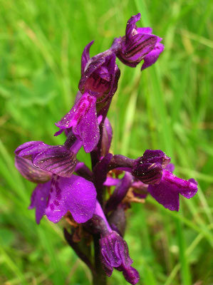 Klein-Hundswurz (Anacamptis morio)