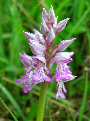 Helm-Knabenkraut (Orchis militaris)