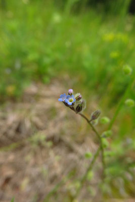 Hügel-Vergissmeinnicht (Myosotis ramosissima)