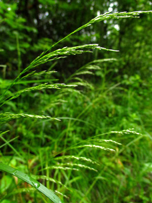 Horst-Rasenschmiele (Deschampsia cespitosa)