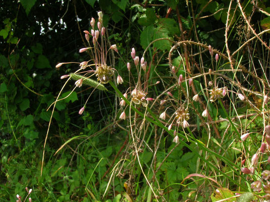 Glocken-Lauch (Allium oleraceum)