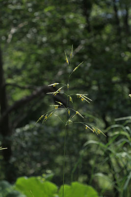 Wehrlose Trespe (Bromus inermis)