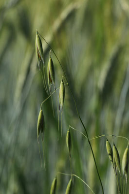 Flug-Hafer (Avena fatua)