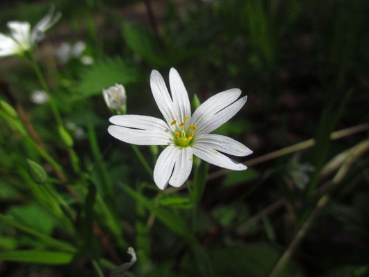 Groß-Sternmiere (Stellaria holostea)