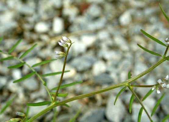 Zweisamen-Wicke (Vicia hirsuta)