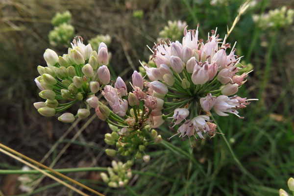 Berg-Lauch (Allium lusitanicum)