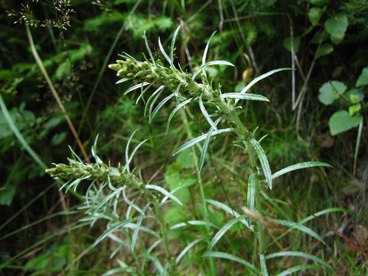 Wald-Ruhrkraut (Gnaphalium sylvaticum)