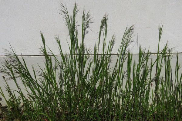 Ruderal-Trespe (Bromus sterilis)