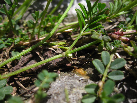 Gewöhnlicher Hufeisenklee (Hippocrepis comosa)