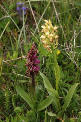 Holunder-Fingerwurzknabenkraut (Dactylorhiza sambucina) | Familie: Orchideen (Orchidaceae)