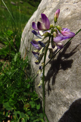 Alpen-Tragant (Astragalus alpinus) | Fam. Hülsenfrüchtler (Fabaceae)