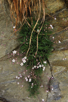 Kriech-Gipskraut (Gypsophila repens) | Fam. Nelkengewächse (Caryophyllaceae)