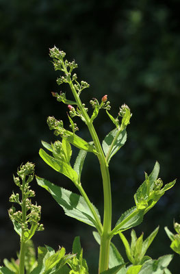 Flügel-Braunwurz (Scrophularia umbrosa)